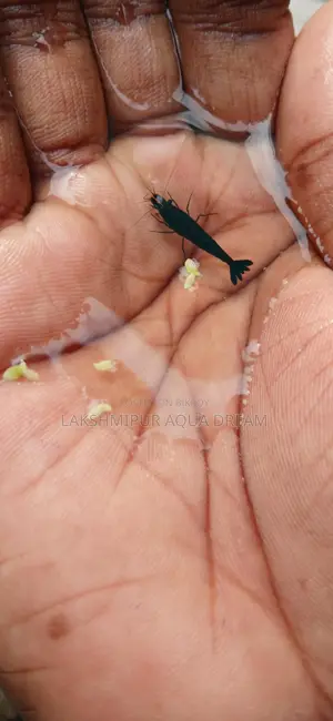Betta Fish