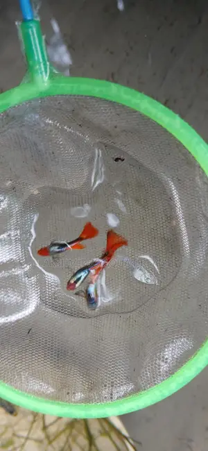 Betta Fish