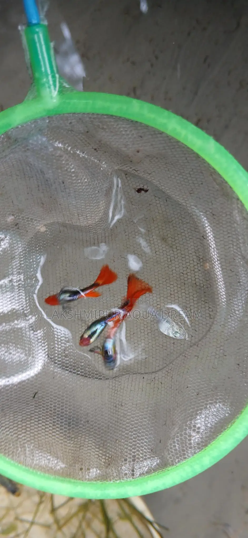 Betta Fish