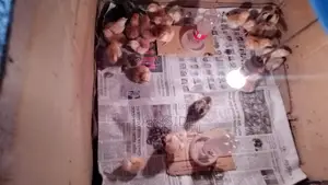 Chicken for sale