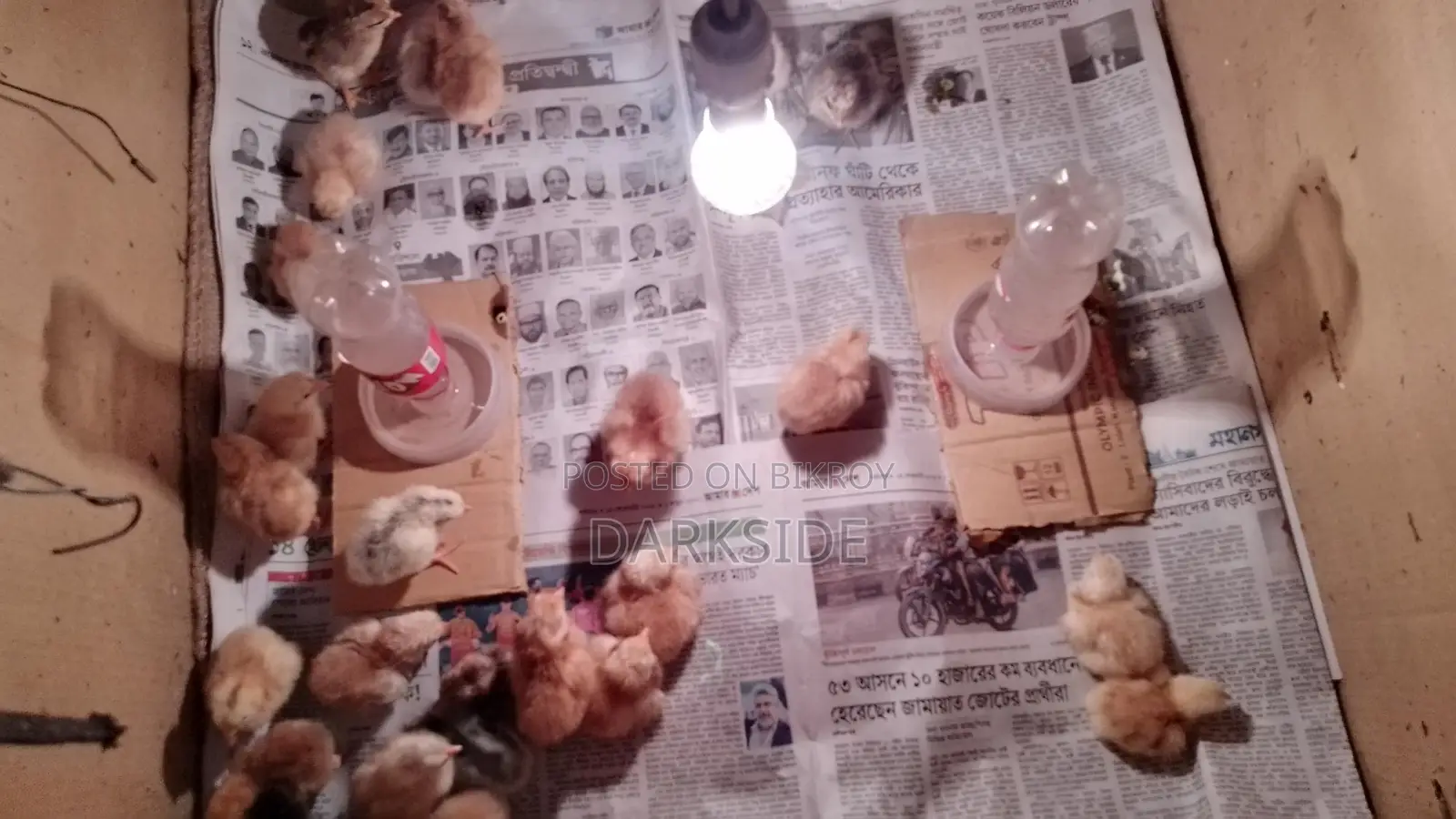 Chicken for sale