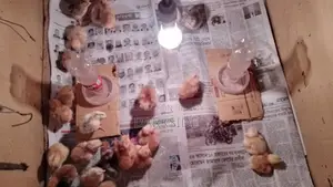 Chicken for sale
