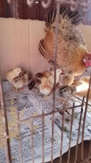 Chicken for sale