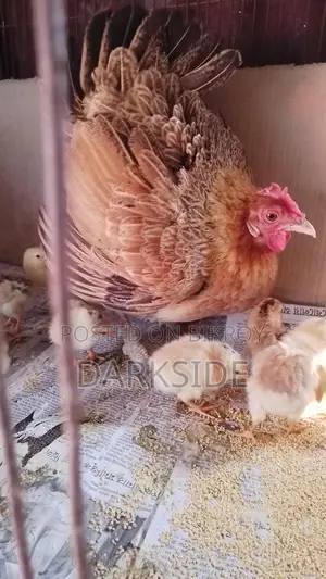 Chicken for sale