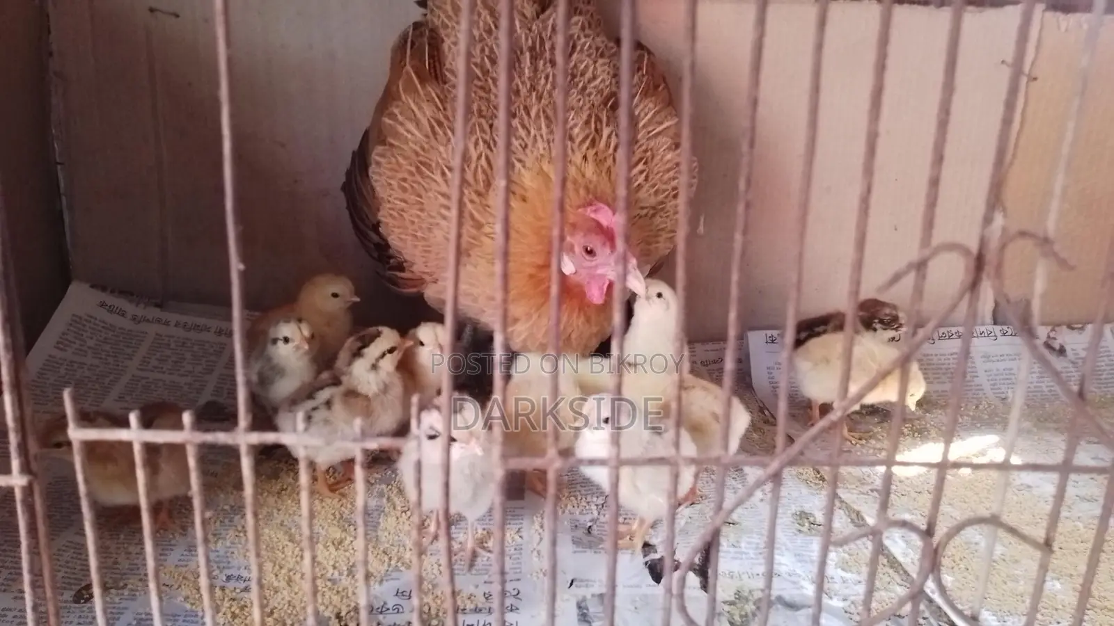 Chicken for sale