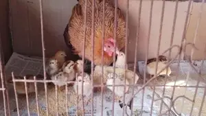 Chicken for sale