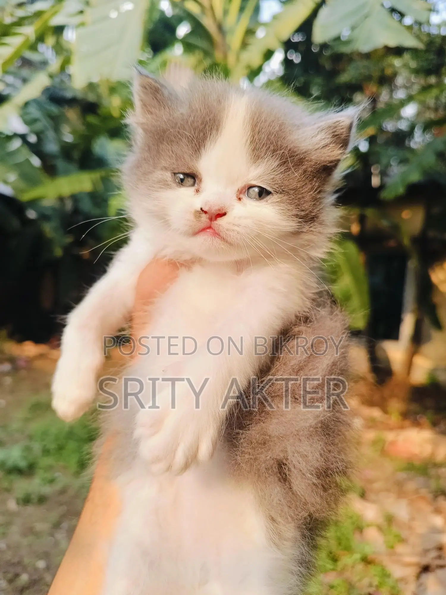 Persian Cat Doll Face