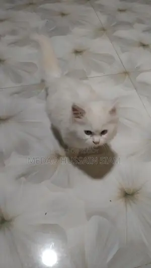 Persian Cat