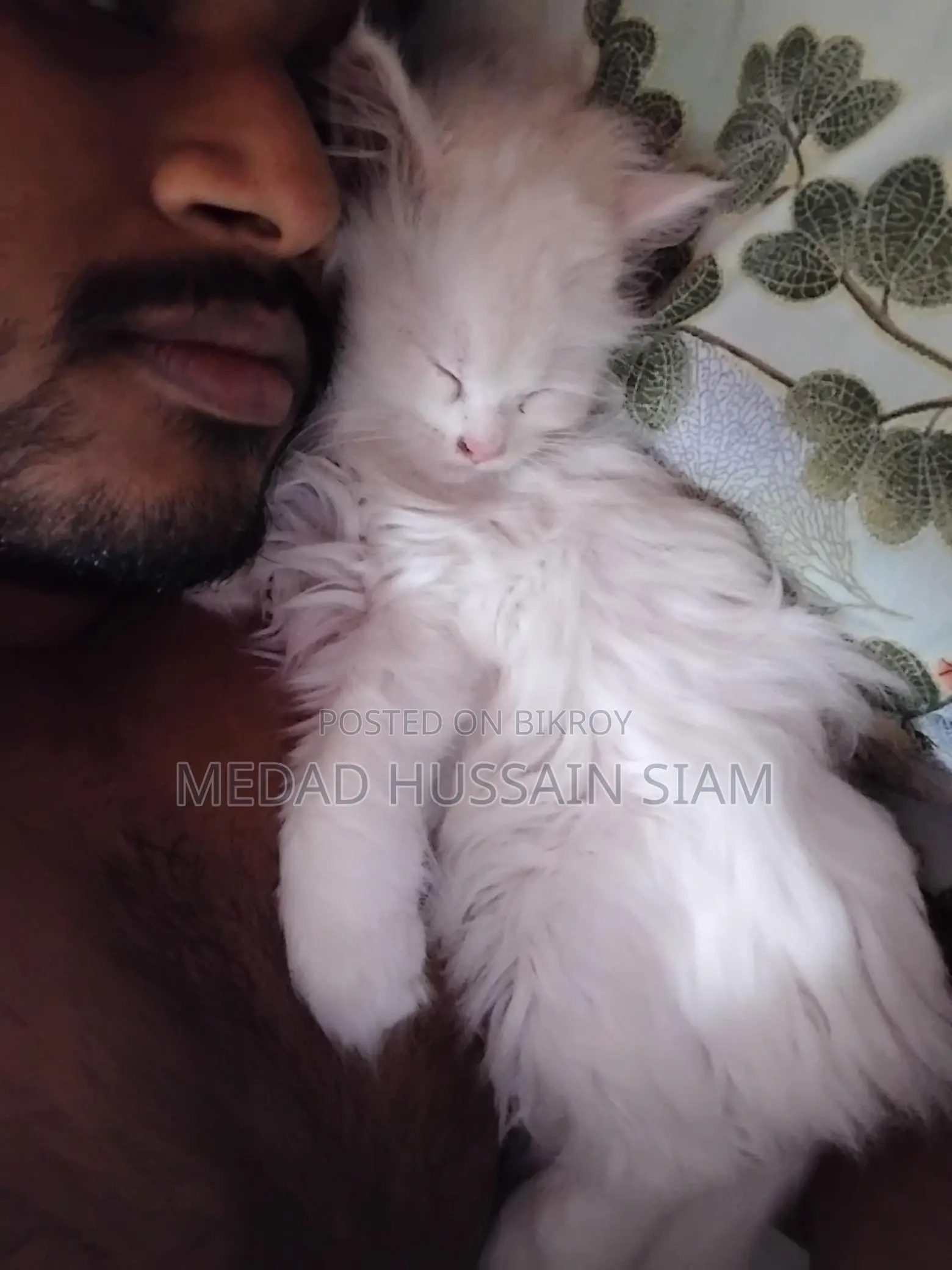 Persian Cat