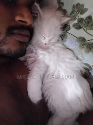 Persian Cat
