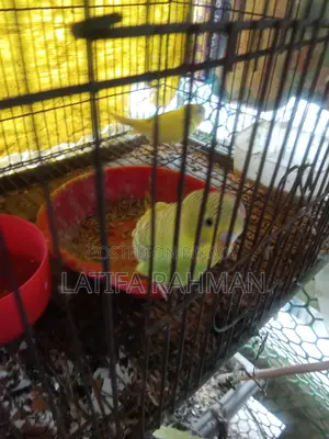 Adult Budgie Birds for Sale