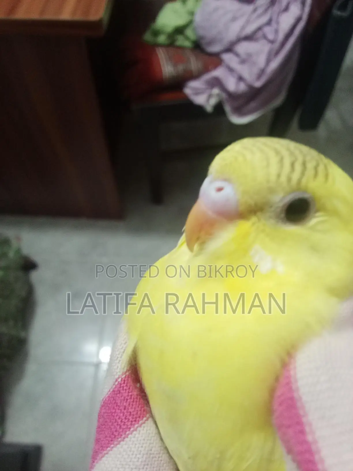 Adult Budgie Birds for Sale
