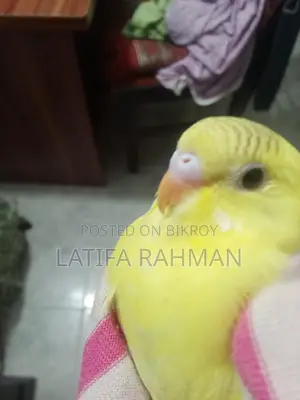 Adult Budgie Birds for Sale