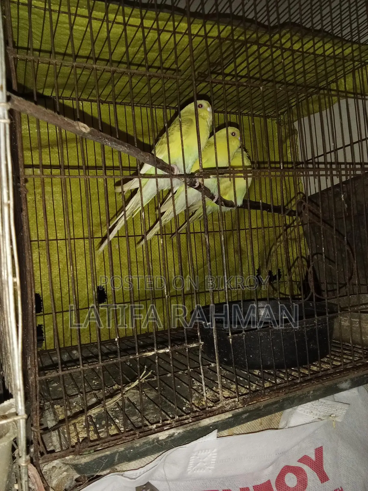 Adult Budgie Birds for Sale