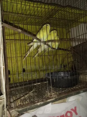 Adult Budgie Birds for Sale