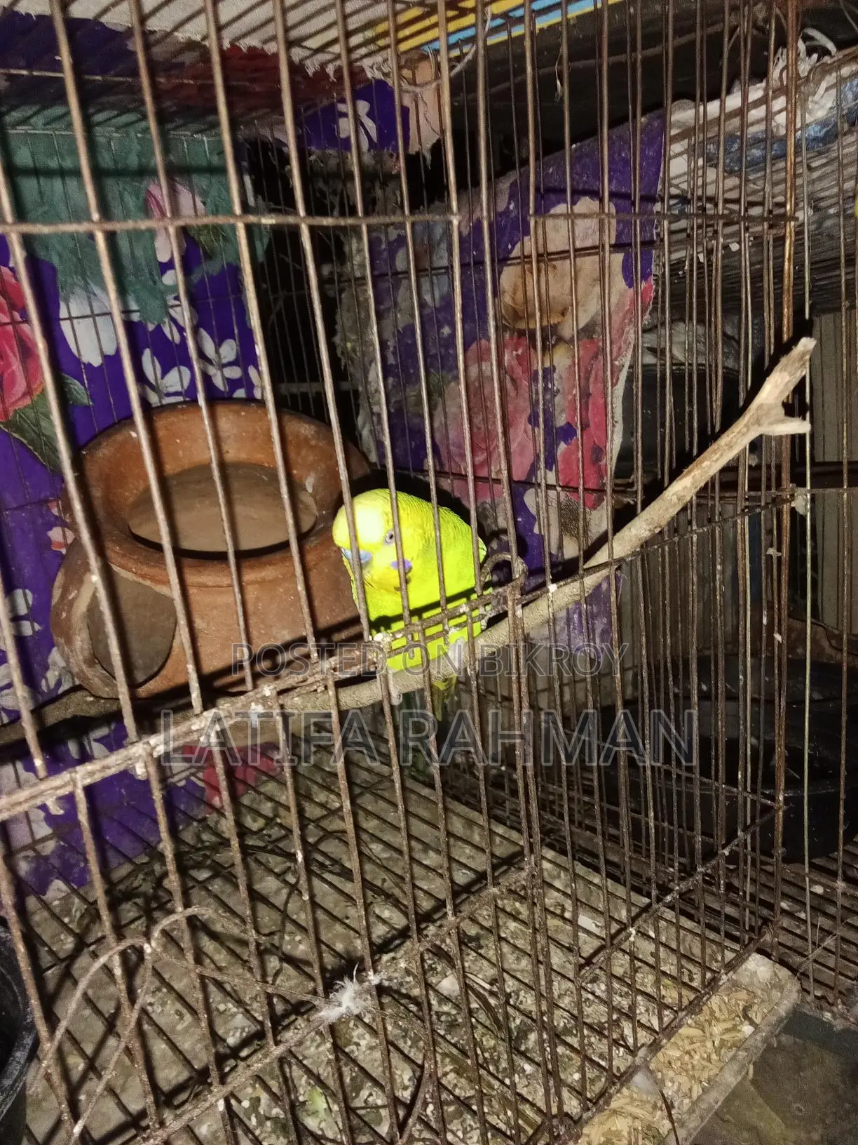 Adult Budgie Birds for Sale
