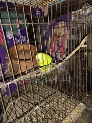 Adult Budgie Birds for Sale