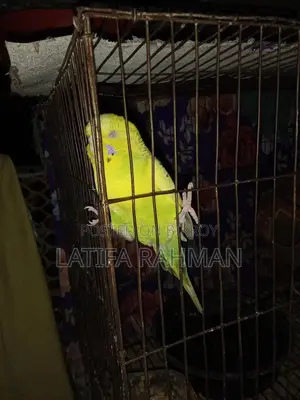 Adult Budgie Birds for Sale