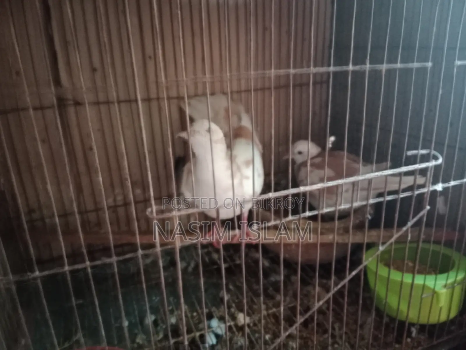 1 Pair of Australia Dove Pigeons