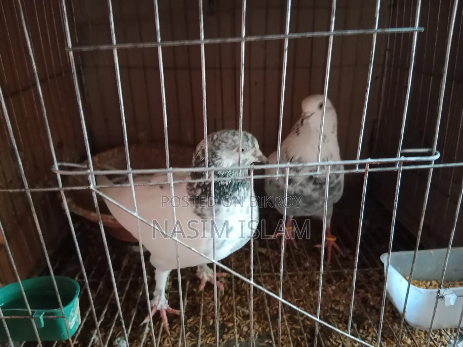 1 Pair of Australia Dove Pigeons