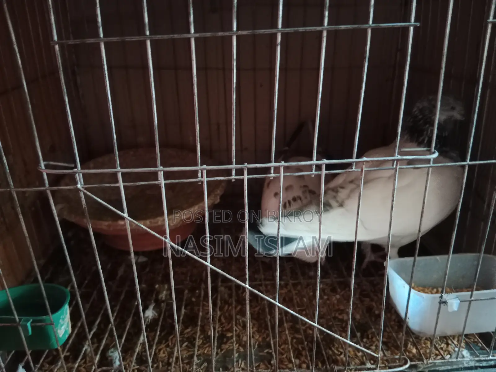 1 Pair of Australia Dove Pigeons