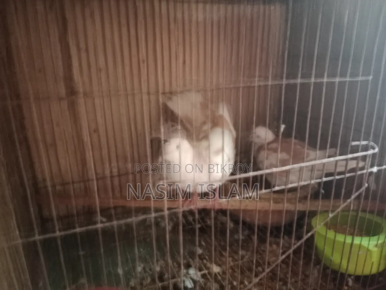1 Pair of Australia Dove Pigeons