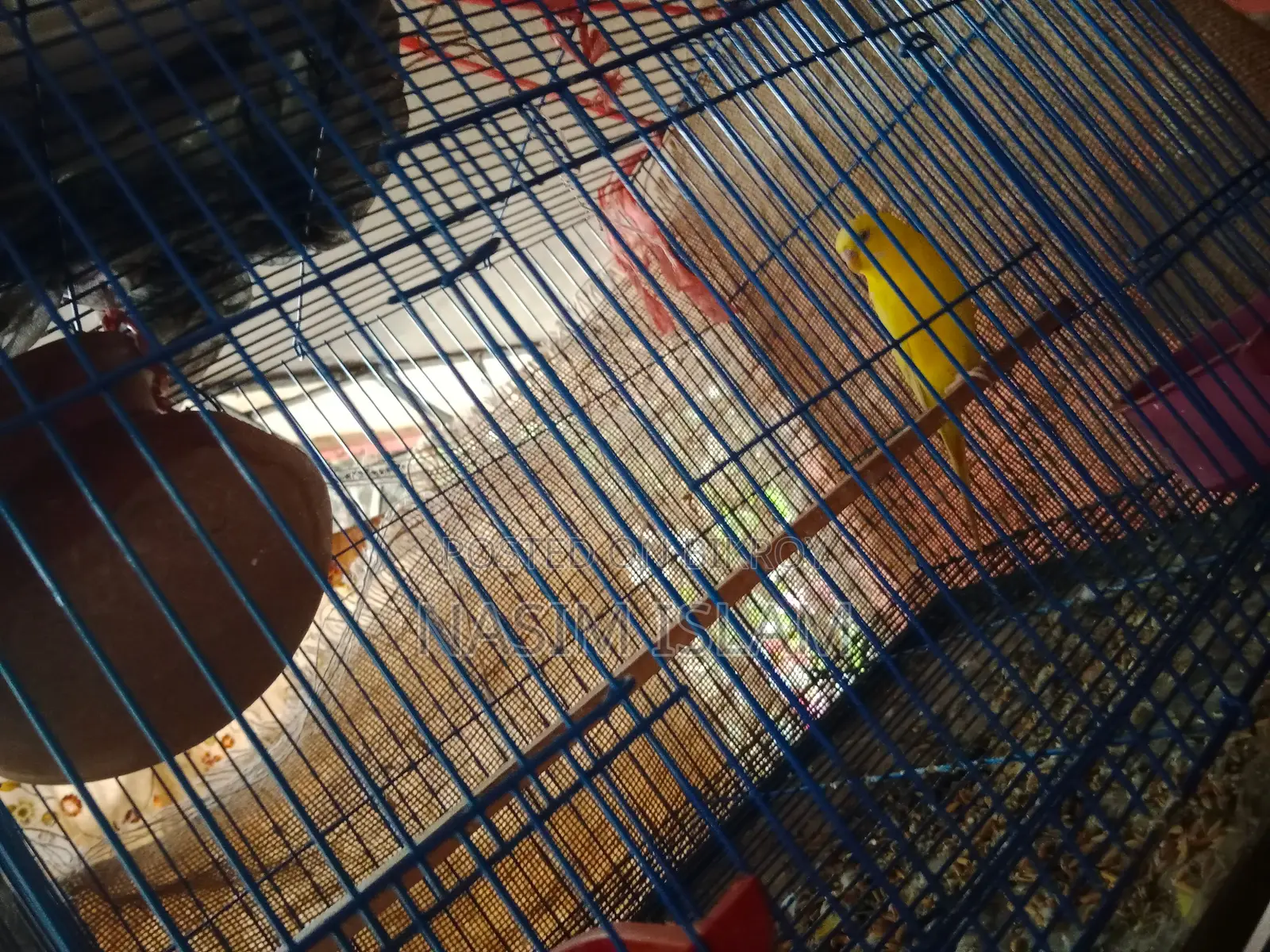 1 Pair of Australia Dove Pigeons