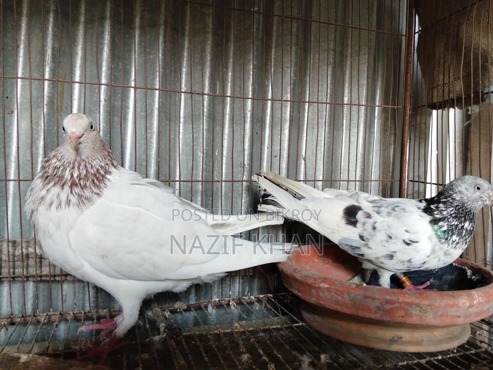 Gribaz Pigeon