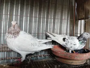 Gribaz Pigeon