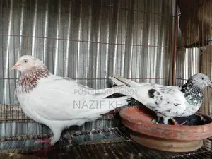 Gribaz Pigeon