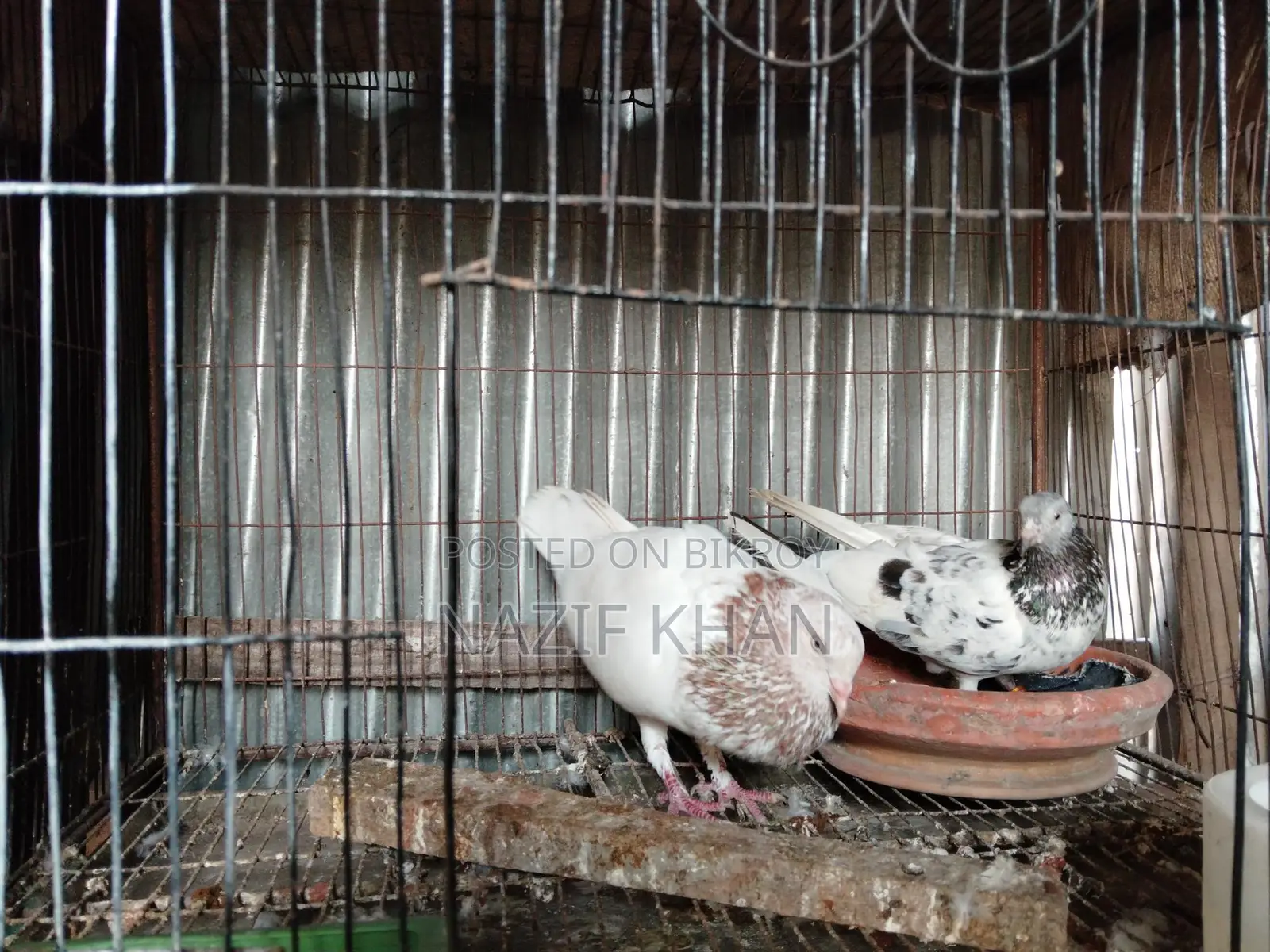 Gribaz Pigeon