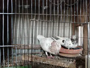 Gribaz Pigeon