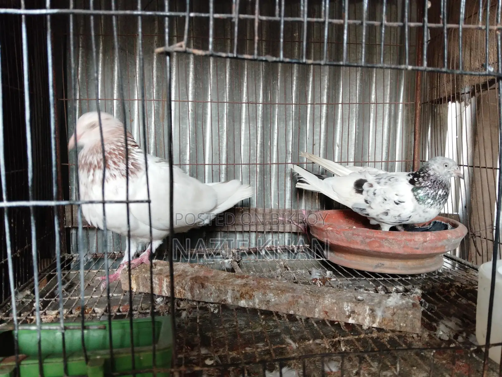Gribaz Pigeon