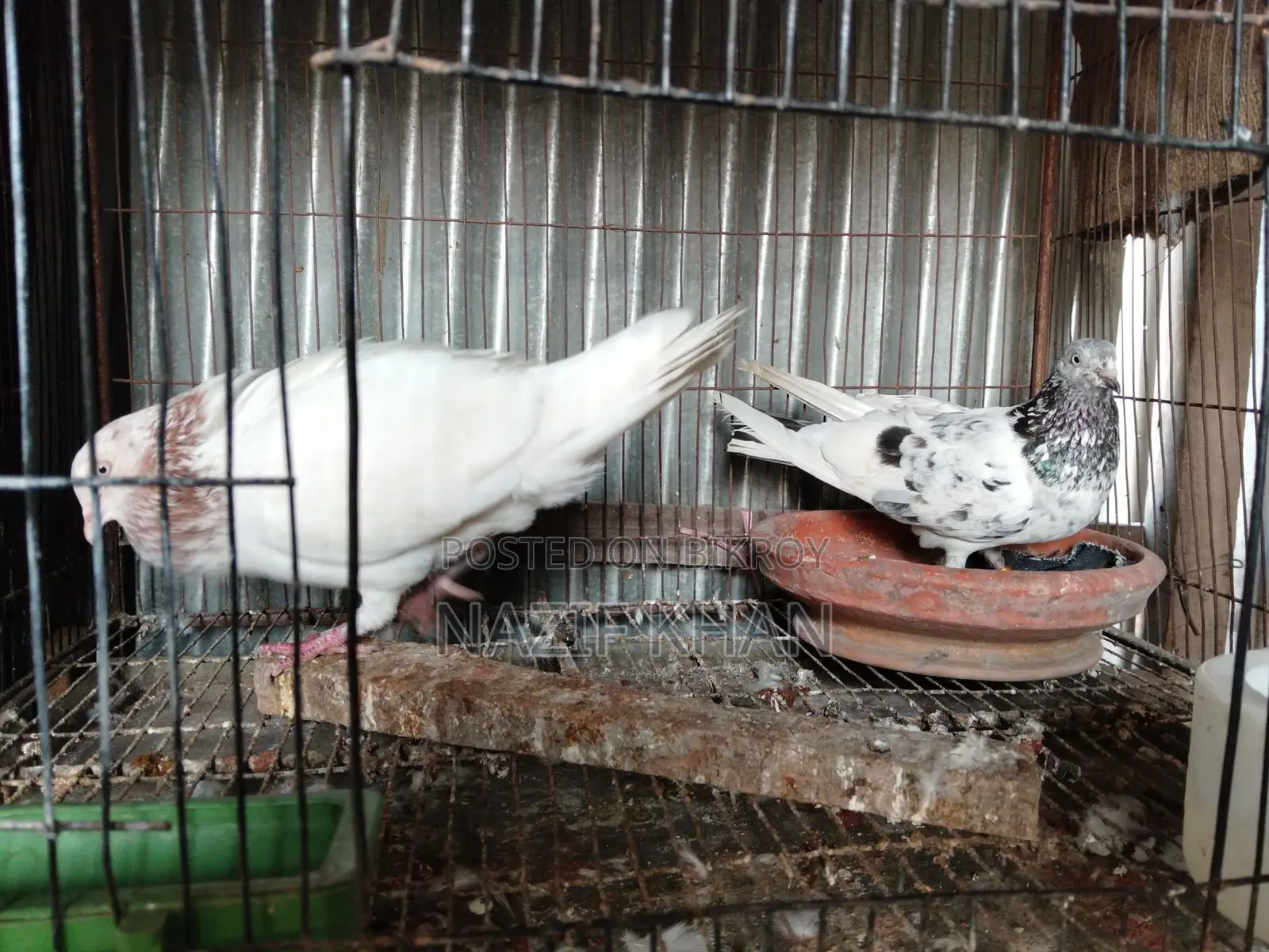 Gribaz Pigeon