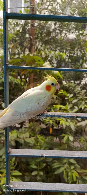 একজোড়া কোকাটেল পাখি