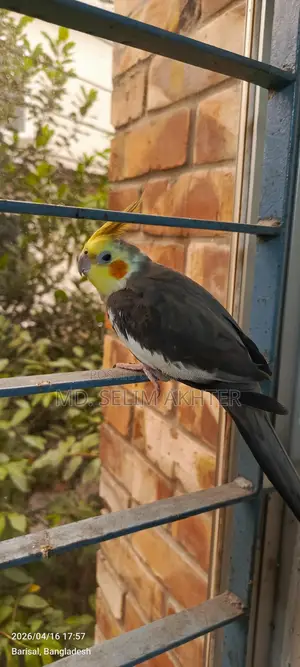 একজোড়া কোকাটেল পাখি