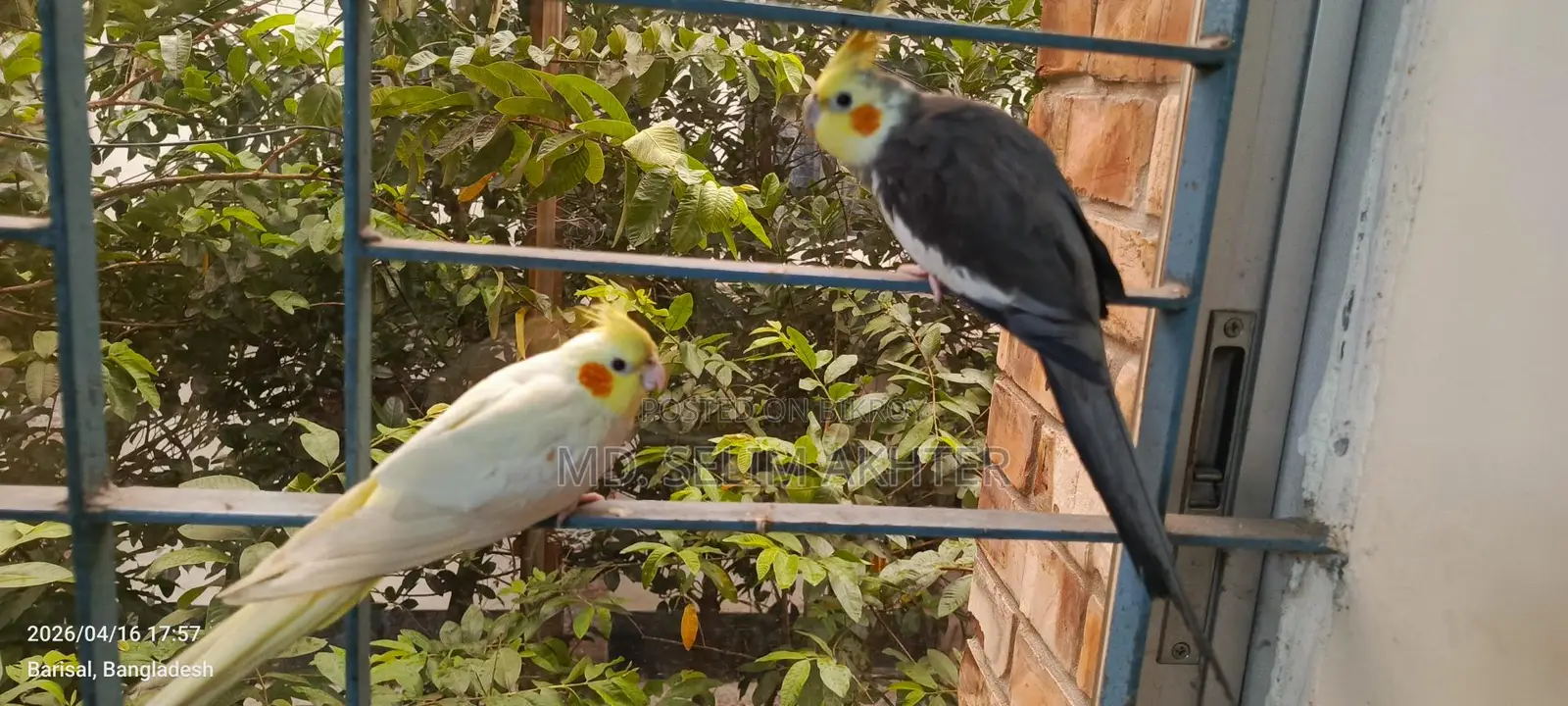 একজোড়া কোকাটেল পাখি