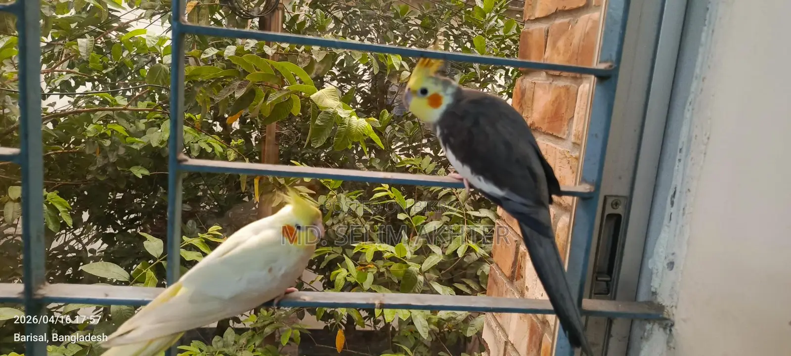 একজোড়া কোকাটেল পাখি