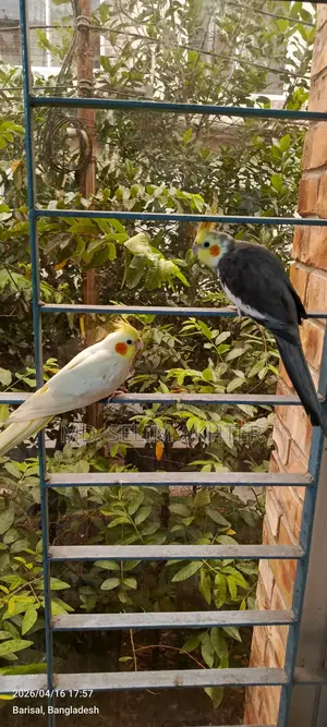 একজোড়া কোকাটেল পাখি