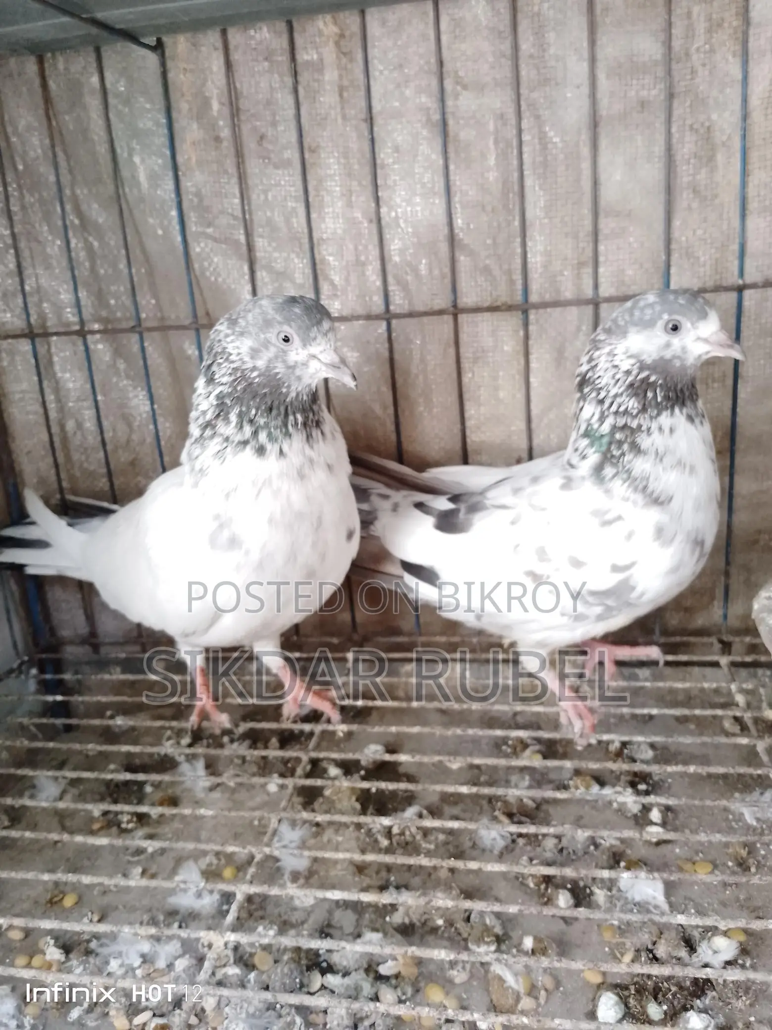 1 Pair of King Giribaz Pigeons for Sale