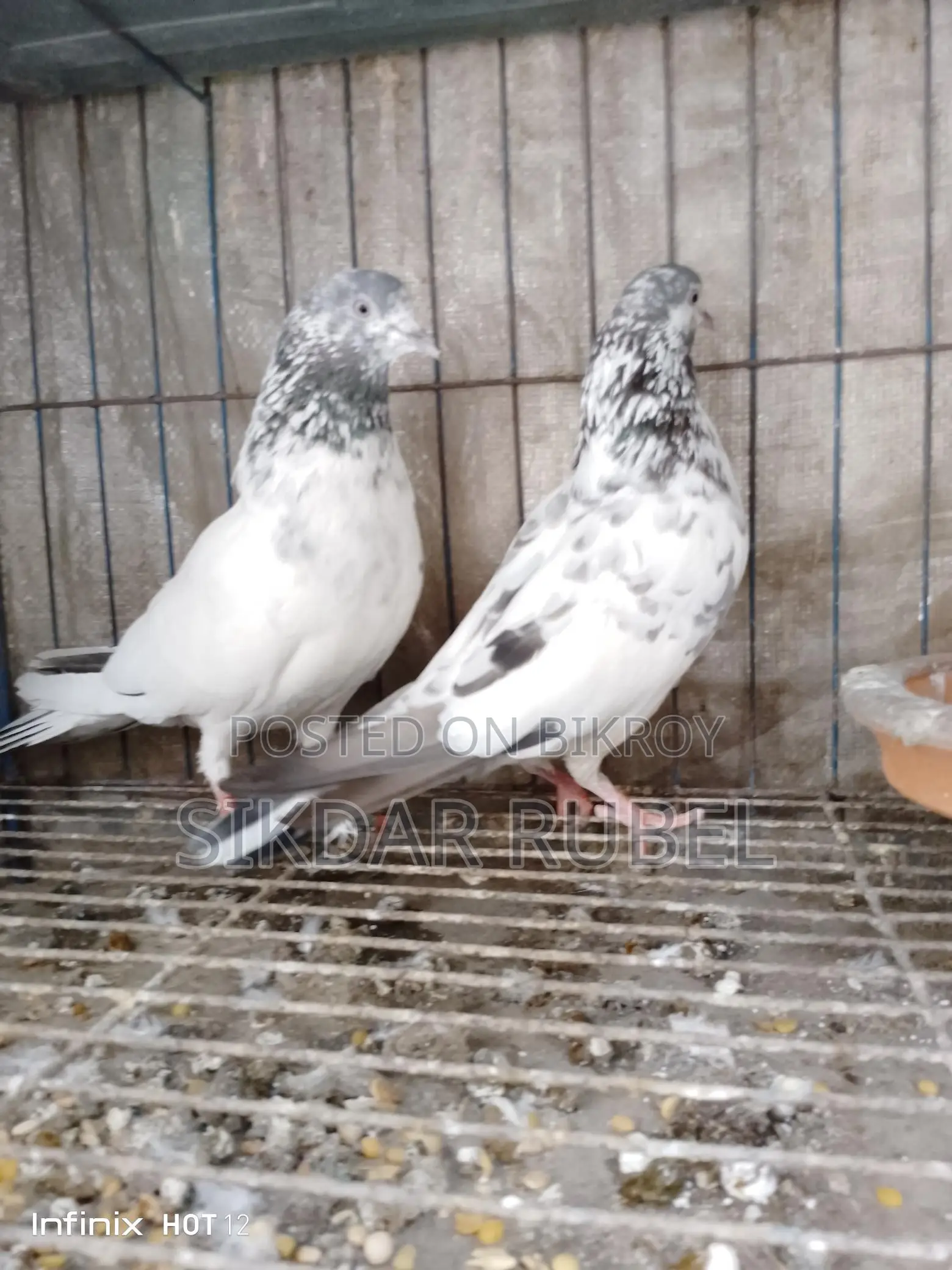 1 Pair of King Giribaz Pigeons for Sale