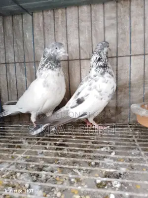 1 Pair of King Giribaz Pigeons for Sale