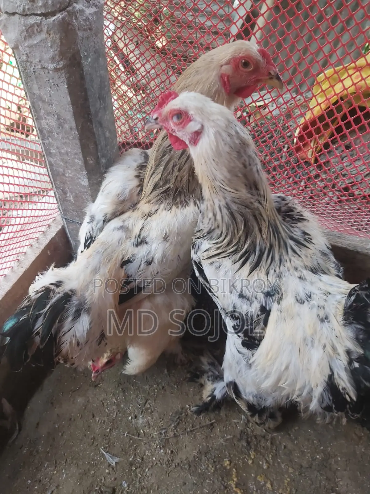 Light Brahma Chicken for Sale, 4 Months Old