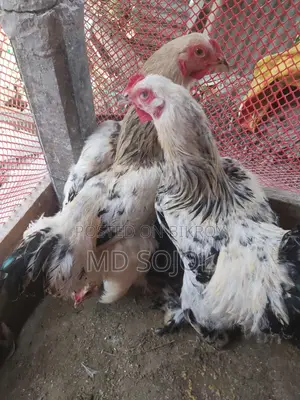 Light Brahma Chicken for Sale, 4 Months Old