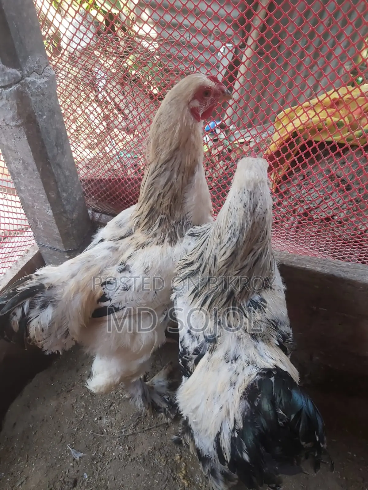 Light Brahma Chicken for Sale, 4 Months Old