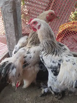 Light Brahma Chicken for Sale, 4 Months Old
