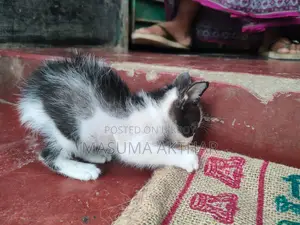 বিড়াল এডপশন এ দিয়া হবে।