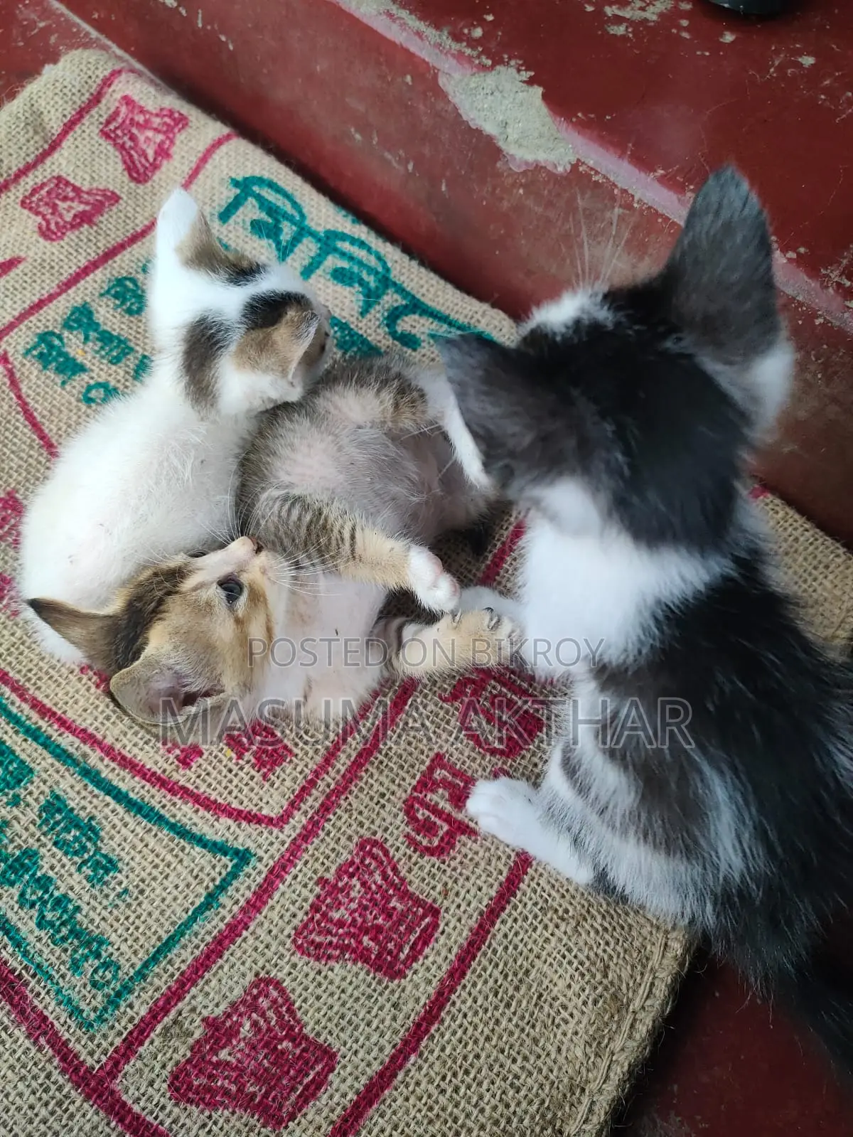 বিড়াল এডপশন এ দিয়া হবে।