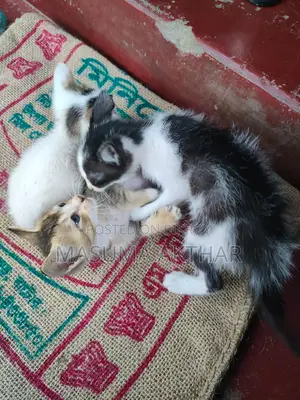 বিড়াল এডপশন এ দিয়া হবে।