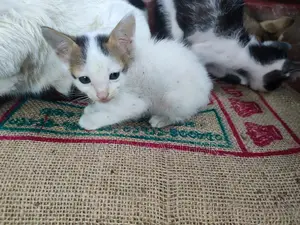 বিড়াল এডপশন এ দিয়া হবে।